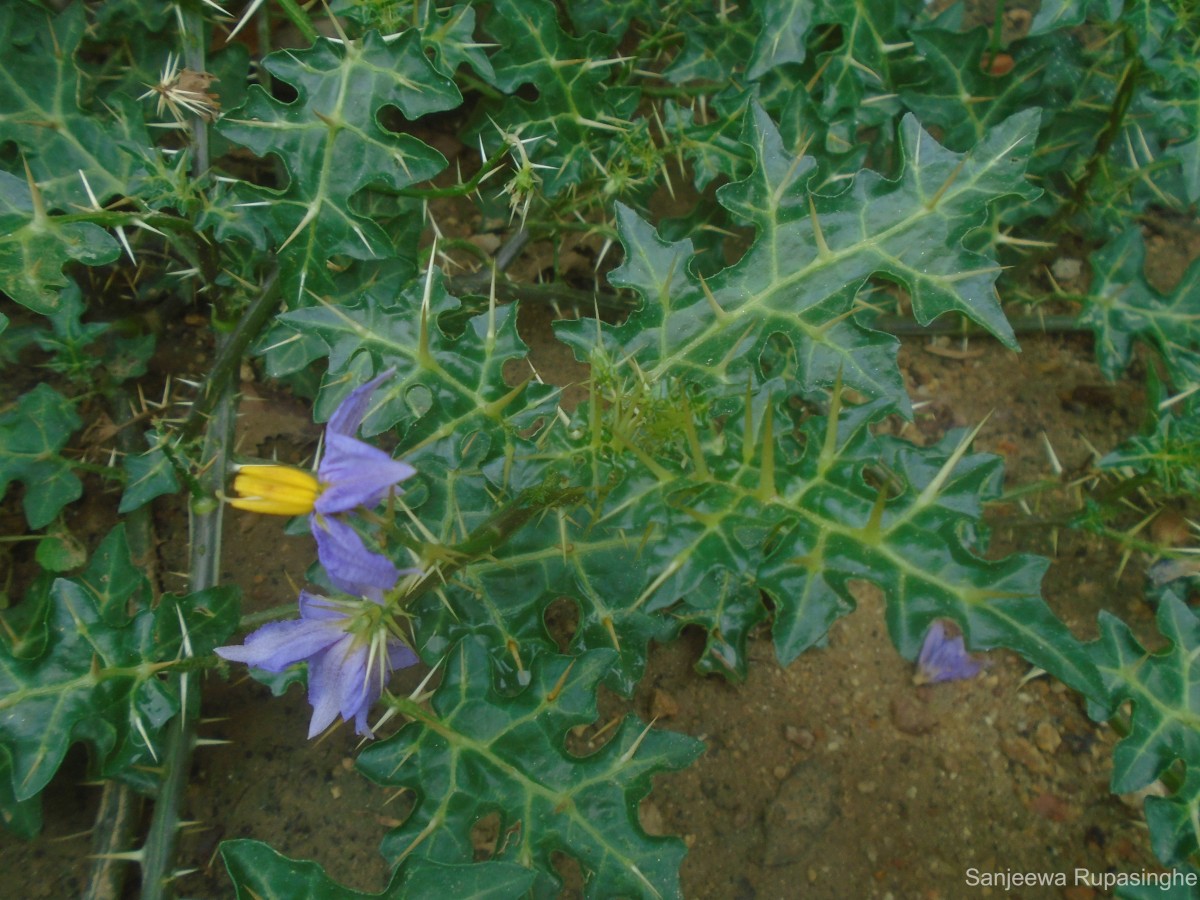 Solanum virginianum L.